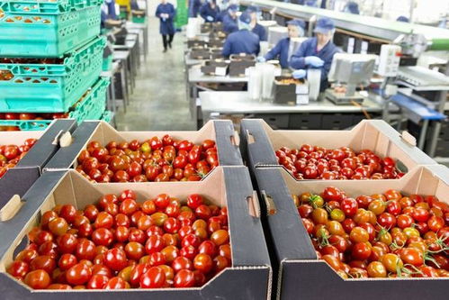 年前將至,五個成本低賺錢快的好項目,別再羨慕別人的死工資了