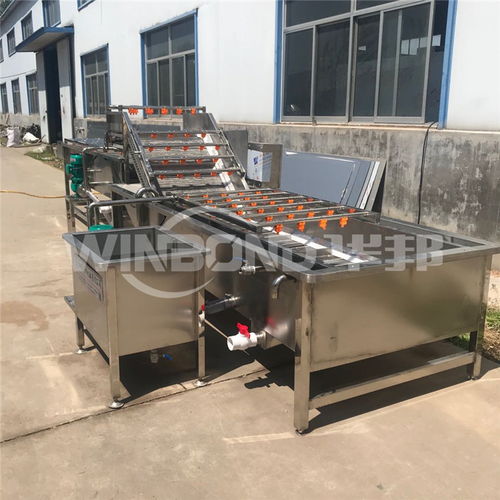 專業高效的蕨菜及果蔬清洗解決方案 蔬菜加工機械的應用與優勢