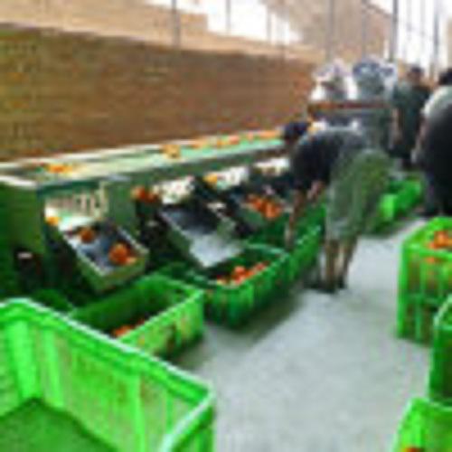 專業農業分級設備專家 汕頭市金平區晨陽機械加工場