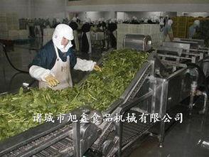 諸城旭鑫機械蔬菜加工設備購買指南 渠道、型號與價格解析