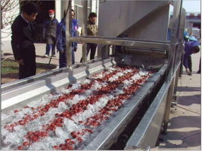 速凍豇豆加工設備價格及產品報價詳解